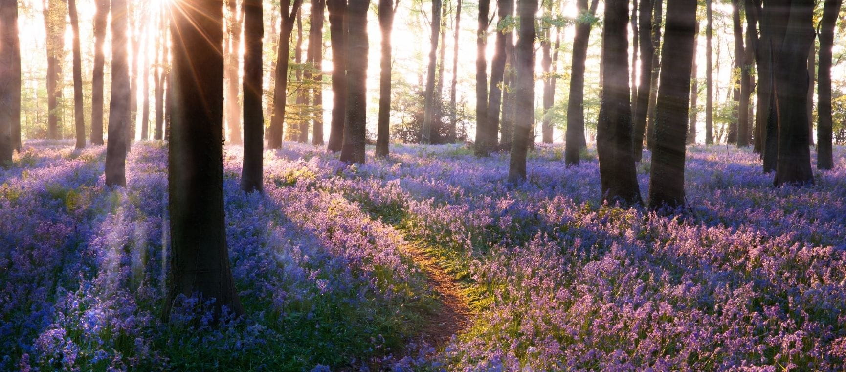 woodland covered with bluebells at sunrise